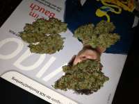 Imagen de Hashpapy (Silver Kush)