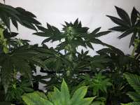 Imagen de Hashpapy (Silver Kush)