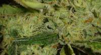 Imagen de HVOB1a (Skywalker Kush)