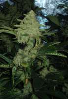 Imagen de HVOB1a (Skywalker Kush)