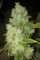 Imagen de LemiAten (Skywalker Kush)