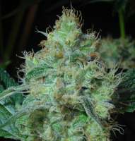 Imagen de HVOB1a (Skywalker Kush)