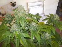 Imagen de WhiteyB (Skywalker Kush)