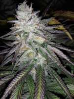 Imagen de Raff1 (Skywalker Kush)