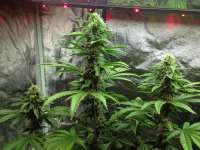 Imagen de MaxFrost (Skywalker Kush)