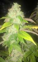 Imagen de LemiAten (Skywalker Kush)