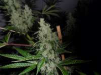 Imagen de admin (Sour Tangie)