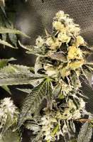 Reservoir Seeds Sour Diesel IBL - photo réalisée par hcogolloo