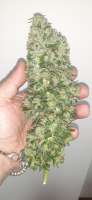 Imagen de AntidoteMan (Strawberry Diesel)