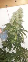 Imagen de AntidoteMan (Strawberry Diesel)