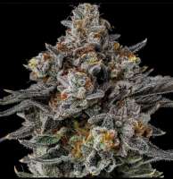 Riot Seeds Holy Chocolate Dawg - photo réalisée par triceratopsgardens