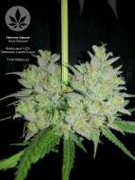 Ripper Seeds Acid Dough - photo réalisée par pineappleltd