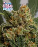 Imagen de RSeeds (Grapegum)