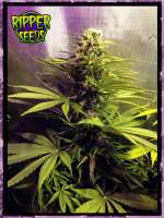 Ripper Seeds Hawaiian Wave - photo réalisée par RSeeds