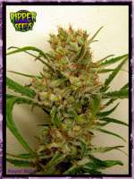 Imagen de RSeeds (Ripper Haze)