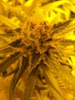 Imagen de Loveweed (Ripper Haze)