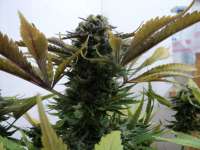 Ripper Seeds Toxic - photo réalisée par Loveweed