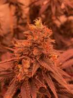 Ripper Seeds Zombie Kush - photo réalisée par MartenNL