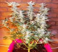 Imagen de admin (Amnesia Haze Automatic)