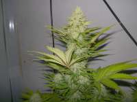 Imagen de WhiteyB (Blue Cheese)