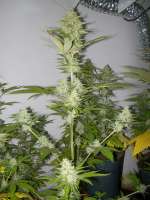 Imagen de WhiteyB (Candy Kush Express)