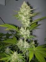 Imagen de WhiteyB (Candy Kush Express)