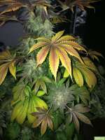 Imagen de SuperS (Chocolate Haze)