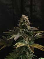 Imagen de SuperS (Chocolate Haze)