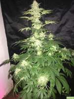 Imagen de SuperS (Chocolate Haze)