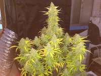 Royal Queen Seeds Easy Bud - photo réalisée par RandomGrowerMG