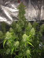 Imagen de RandomGrowerMG [Easy Bud]