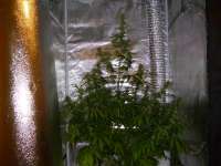 Imagen de Mojojojo (Jack Herer Automatic)