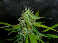 Imagen de Mojojojo (Jack Herer Automatic)