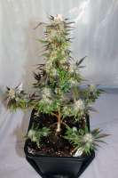 Royal Queen Seeds Lemon Haze - photo réalisée par therpenist