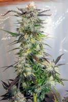 Imagen de therpenist (Lemon Haze)