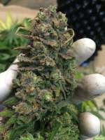 Imagen de SuperS (Lemon Haze)