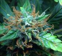 Imagen de THCweed (Northern Light Automatic)