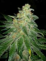 Imagen de Cmog420 (Pineapple Kush)