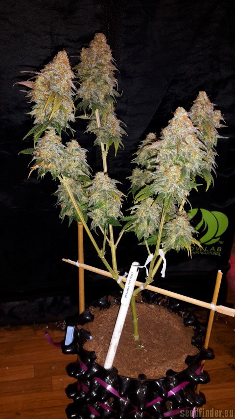 Royal Queen Seeds Power Flower