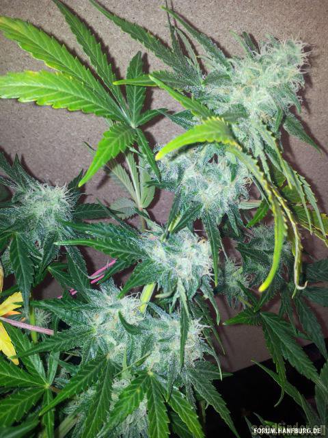 Royal Queen Seeds Royal AK Automatic