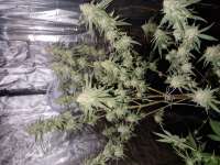 Imagen de 19RAF89 (Shining Silver Haze)