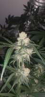 Imagen de freakboss84 (Sour Diesel)