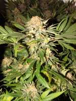 Imagen de lesavoirestunearme7Z (Special Kush Nr1)