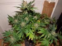 Imagen de lesavoirestunearme7Z (Special Kush Nr1)