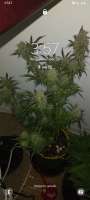 Imagen de Late70sheadrush (Black Domina Auto)