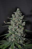 Sagarmatha Seeds Cheez Wreck - photo réalisée par delahouse1