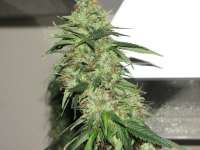 Sagarmatha Seeds Indica XXL - photo réalisée par Hellfire666