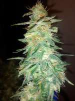 Samsara Seeds Holy Grail 69 - photo réalisée par PotHeadMason