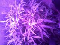 Samsara Seeds Ultraviolet - photo réalisée par admin
