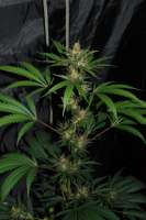 Sativa Seedbank New York Power Diesel - photo réalisée par Jubei